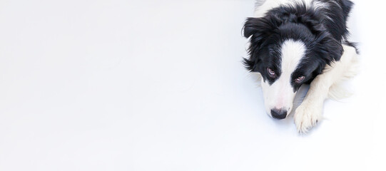 Funny studio portrait of cute smiling puppy dog border collie isolated on white background. New lovely member of family little dog gazing and waiting for reward Funny pets animals life concept Banner