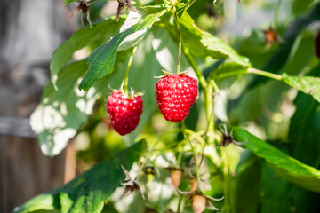 Raspberry plantation. Raspberries. Growing Organic Berries Closeup. Ripe Raspberry In The Fruit Garden