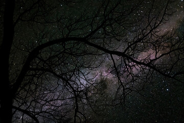 An eerie, moody night time shot of the milky way with a tree in the foreground featuring no leaves in the late fall season. Halloween, spooky themed. 