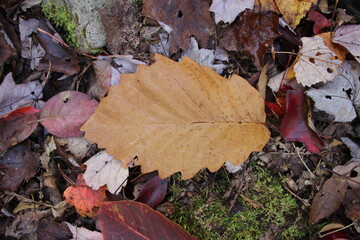 leaves on the forest ground in autumn