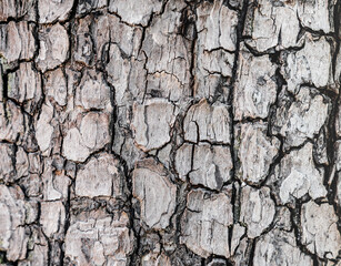 Background texture of tree bark. Skin the bark of a tree that traces cracking. Seamless tree bark background. Brown tileable texture of the old tree.