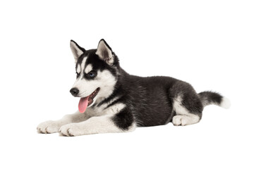 Siberian Husky puppy, 3 months old, lying in front of white background. Siberian Husky isolated on white background