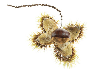 castagna con riccio su fondo bianco