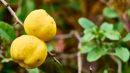 One yellow ripe quince on a branch with beautiful bokeh and with copy space. Selective focus. color nature. close up