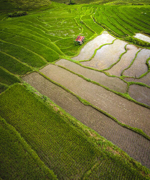 Aerial view of paddy rice fields in Guindulman region, the Philippines.