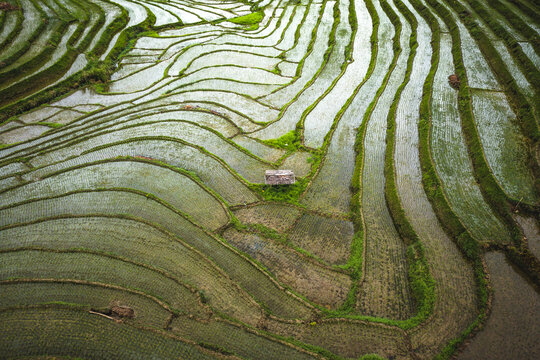 Aerial view of paddy rice fields in Guindulman region, the Philippines.