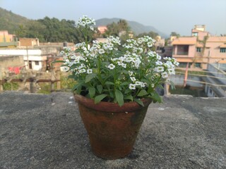 White small flower in the pot