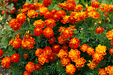 Multicolored marigold flowers in the garden on the flowerbed.
