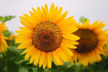 Sunflower in the field against the sky