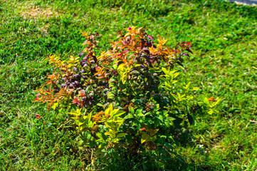 garden in the park