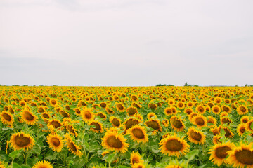 Sunflower field