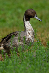 duck on the grass