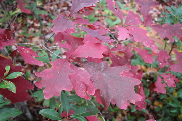 fall foliage color in the wilderness