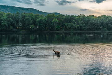 dog on the river sunset