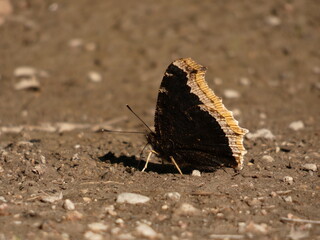 Mourning cloak butterfly (Nymphalis antiopa) -  dark maroon butterfly on the sand