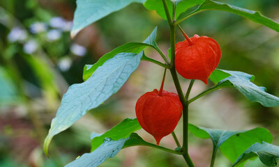 Physalis in the garden