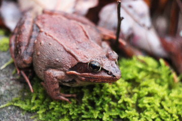 wood frog blending in in the autumn forest floor