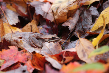 wood frog on the forest floor in autumn