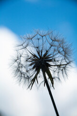 Fototapeta premium dandelion against blue sky