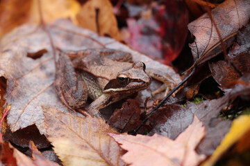 wood frog on the forest floor in autumn