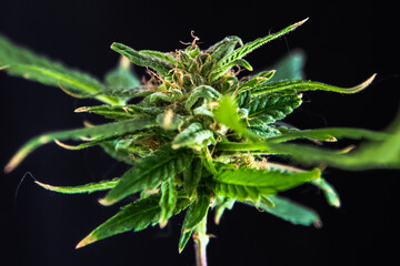 Marijuana, weed, pot plant growing with green leaves, thick core and healthy looking plant on black background with detail and great lighting. 