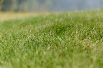 green grass background