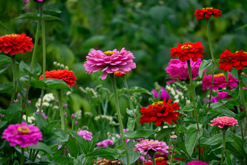 Flower Bed with multicolored Zinnia flowers and asters.