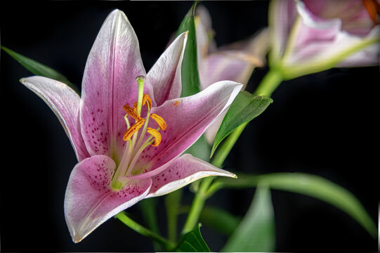 Stunning, fresh and organic pink and white lily flowers in full bloom. Taken in high zoom and fully detailed. 
