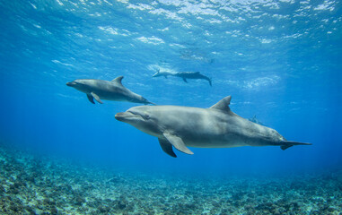Fototapeta na wymiar Dolphins in naturel aera