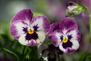 Pink and white pansies in bloom