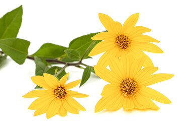 Flowers of Jerusalem Artichoke (Earth Apple), lat. Helianthus tuberosus L. or girasol, isolated on white background