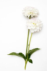 White autumn dahlias isolated on white background.