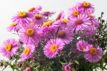 Lilac asters isolated on white and gray background