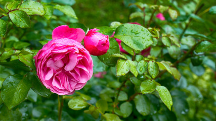 peony rose on a green background in the garden. Summer and spring fantasy flower background. Wide format, free space for design.