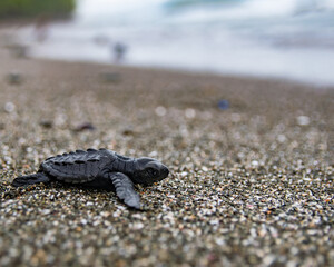 Hermosas tortugas marinas bebé de la especie Lepidochelys olivacea 