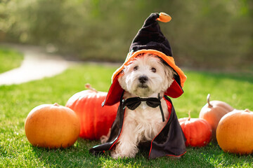 Funny West Highland White Terrier dog decorated with photo props sits near orange pumpkins, at...