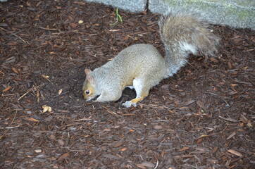 A grey squirrel buries a nut in the ground
