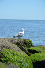 A seagull sits on a rocky cliff overgrown with algae on the coast and looks at the blue water in sunny weather