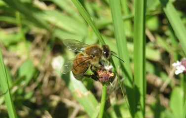 Honeybee on Florida wildflowers, closeup