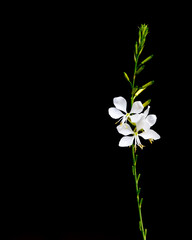 White flower isolated on blurred background