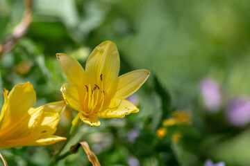 Close up of a yellow flower