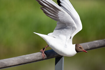 Gull taking off from the railing