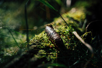 Tannenzapfen liegt auf dem Waldboden