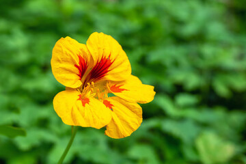 Yellow nasturtium flower on a blurry background.
