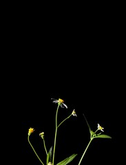 White wild flower or Spanish needles on black background, decorative concept