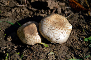 two wild-growing champignon mushrooms with caps of different sizes close-up