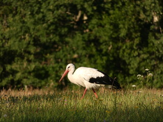 White stork (Ciconia ciconia) walking on the meadow, Mazury Province, Poland
