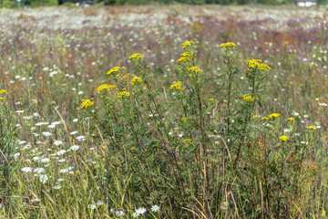 fleurs des champs suisse