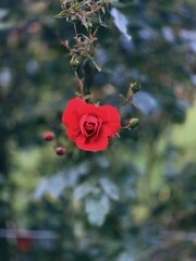red rose in the garden