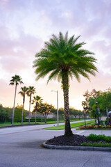 Fototapeta premium Palm tree, street and beautiful cloud in summer